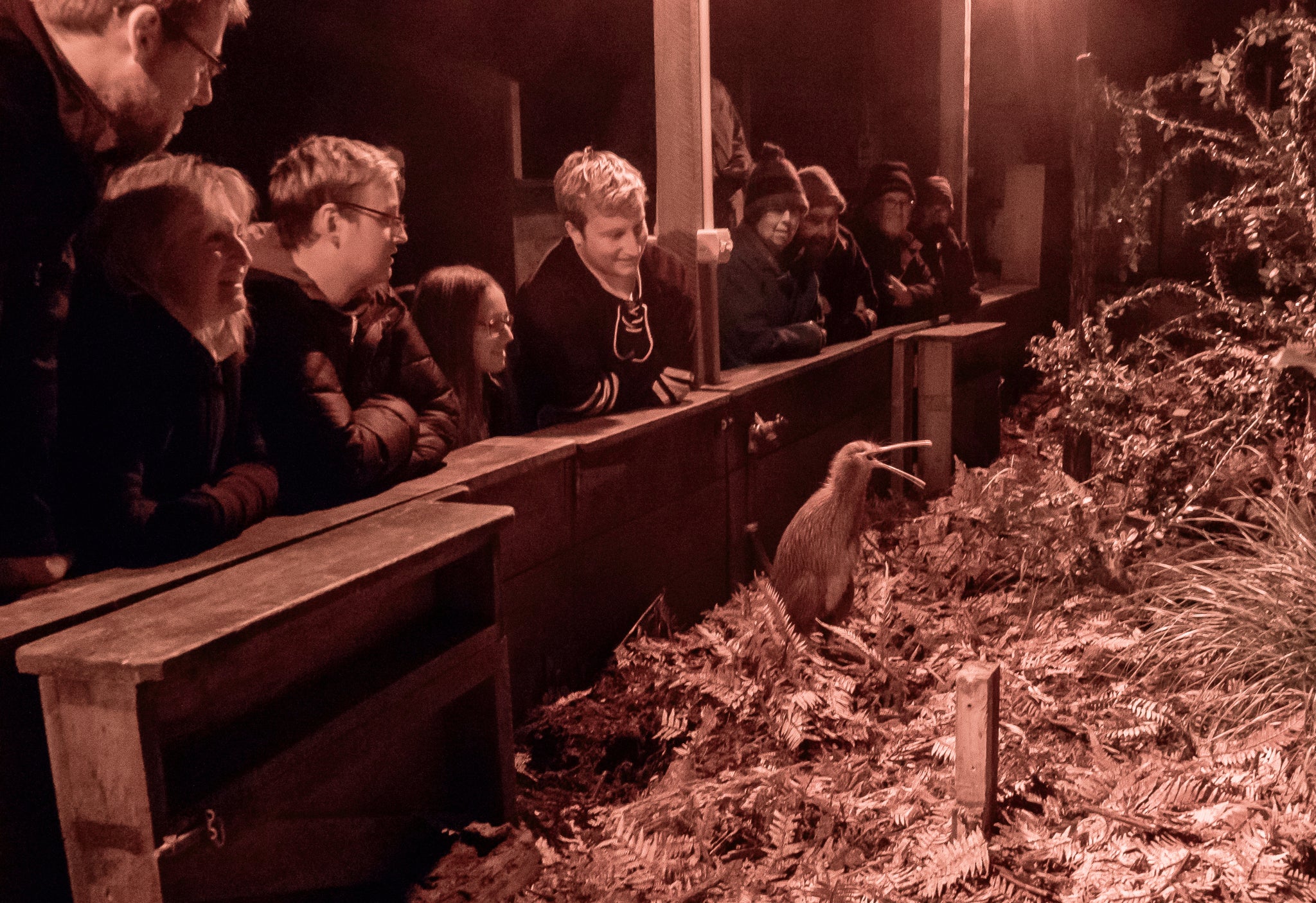 Step into the night for a truly unforgettable Eye-to-Eye Kiwi Encounter.